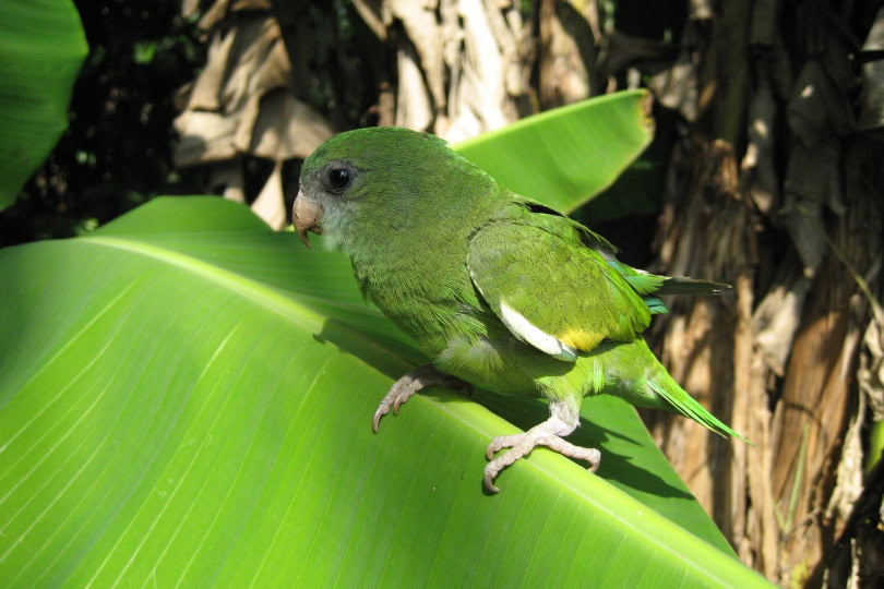 green rumped parrolet