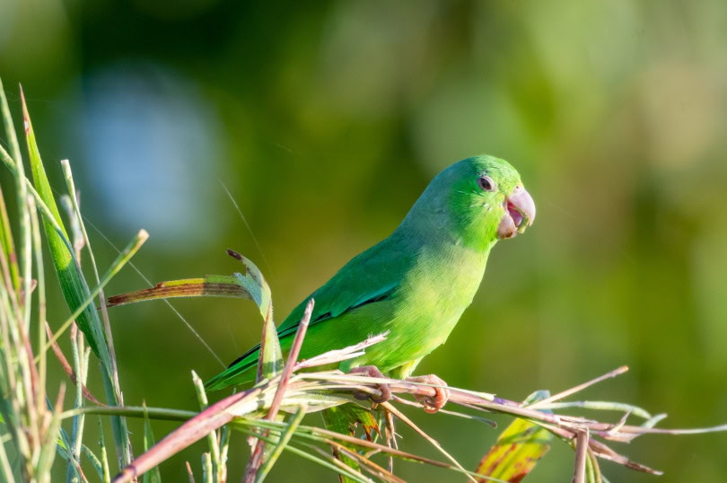 green rumped parrotlet
