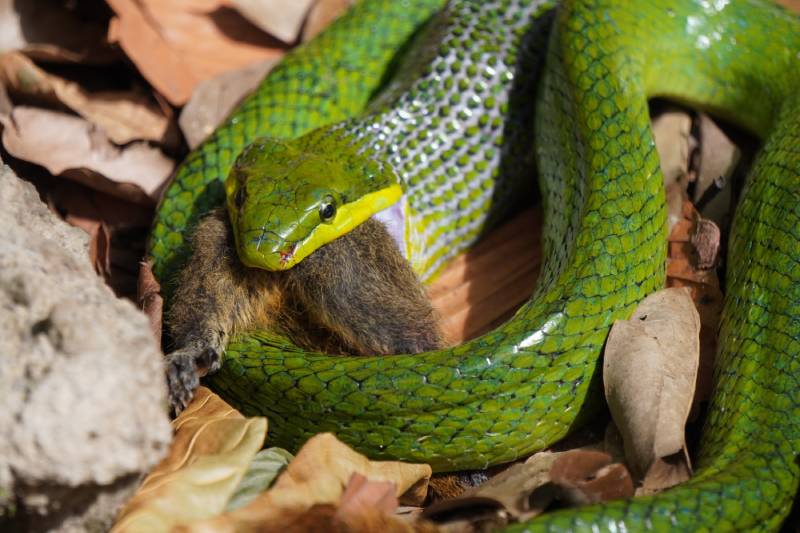 green snake eats a squirrel