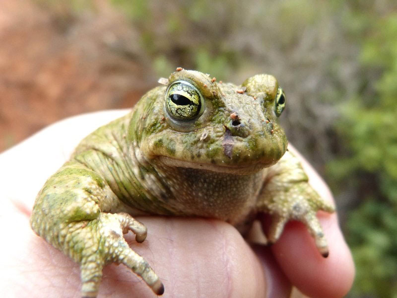 green toad in hand