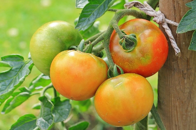 green tomatoes