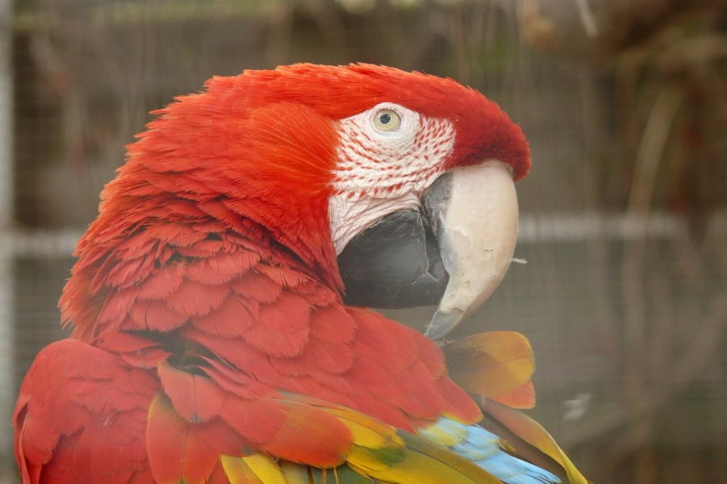 green winged macaw close up