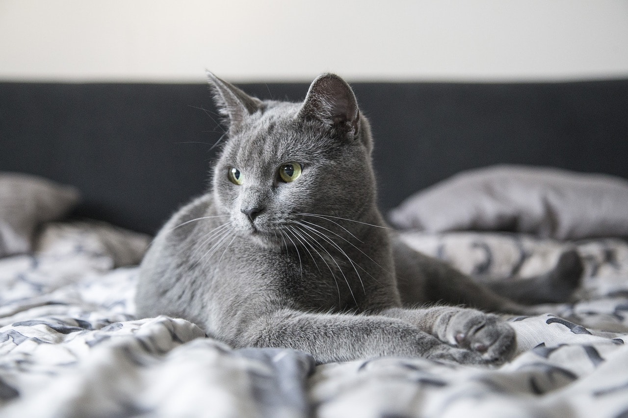 grey cat in bed