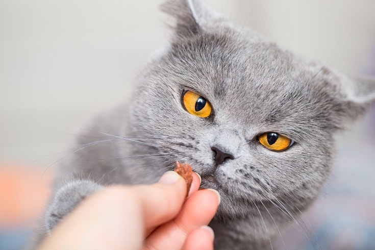 grey cat looking at treat