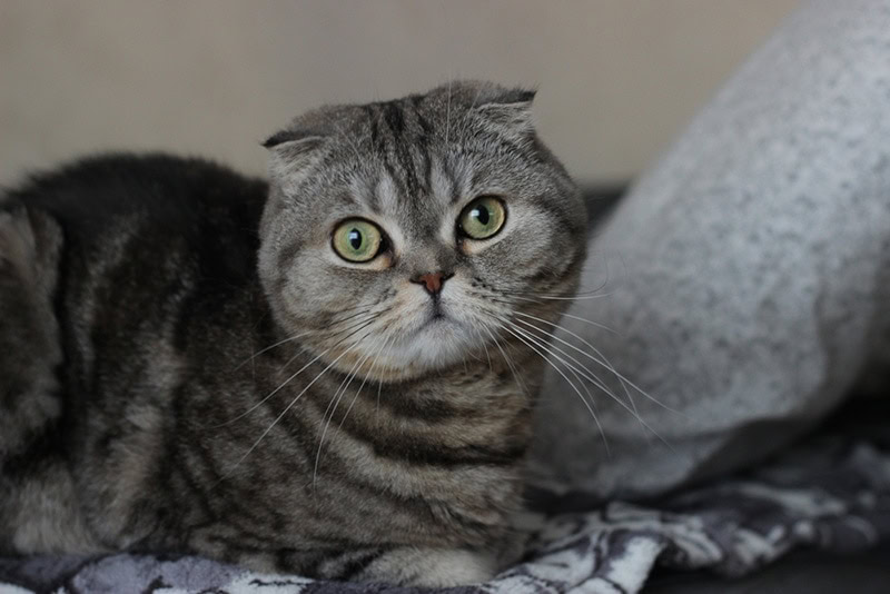 grey cat scottishfold drooping ears