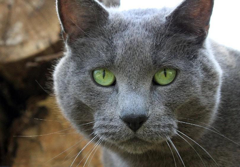 grey cat with green eyes