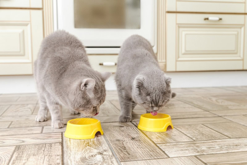 grey cats eating or drinking from the feeding bowls
