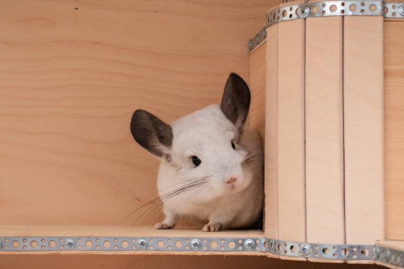 grey chinchilla is sitting in the wooden house