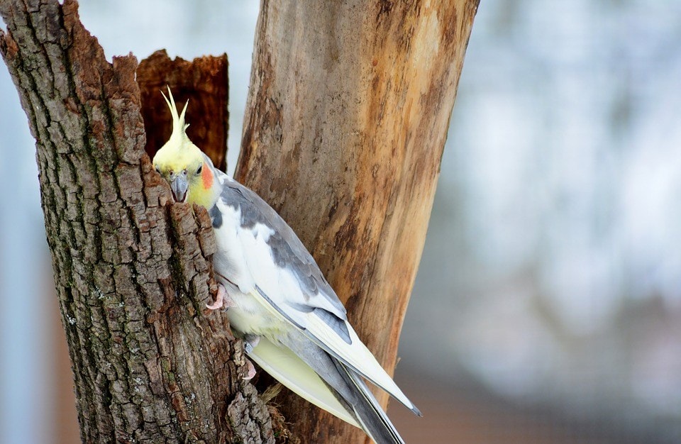 grey cockatiel outdoor