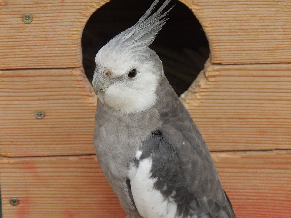 grey cockatiel outside bird house