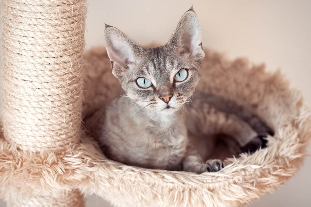 grey devon rex