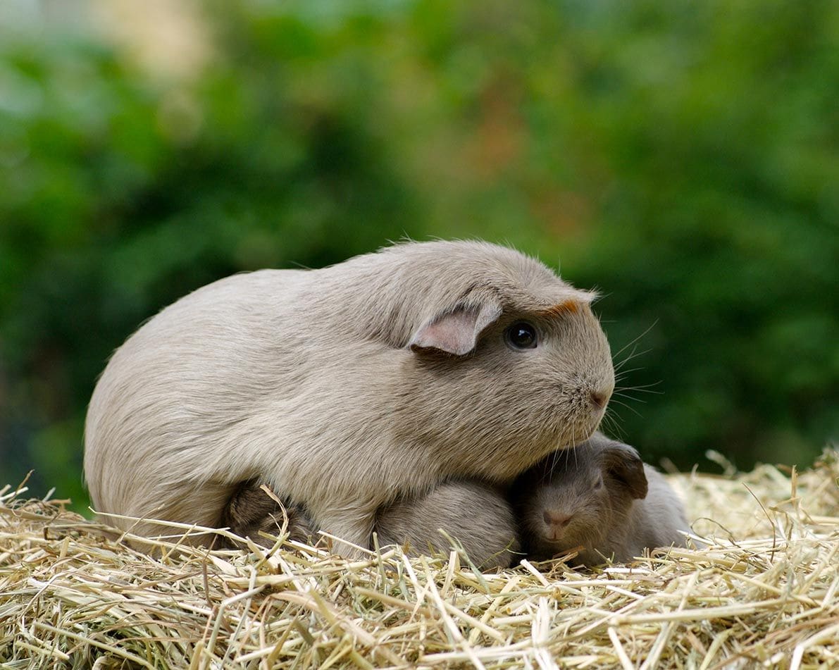 grey guinea pigs