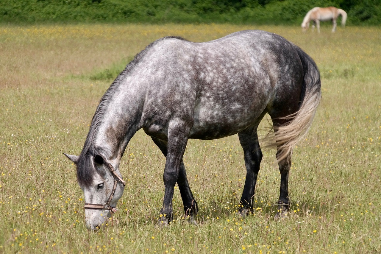 dapple grey horse