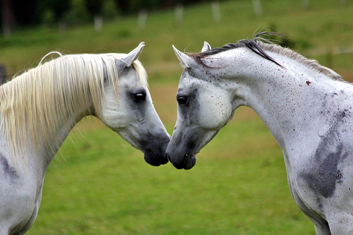Grey Horses