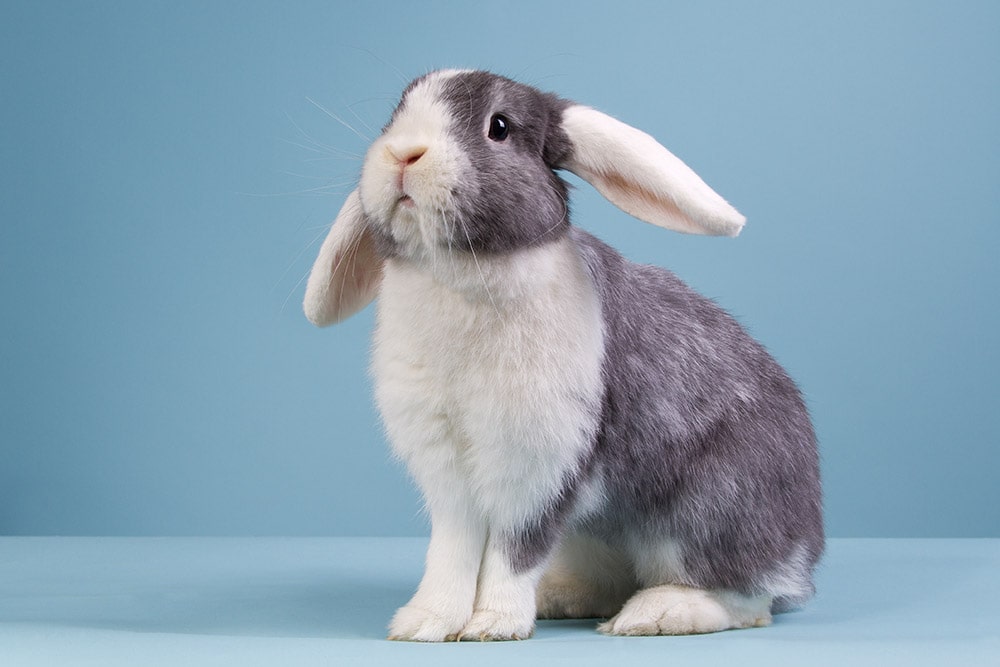 Grey mini lop rabbit
