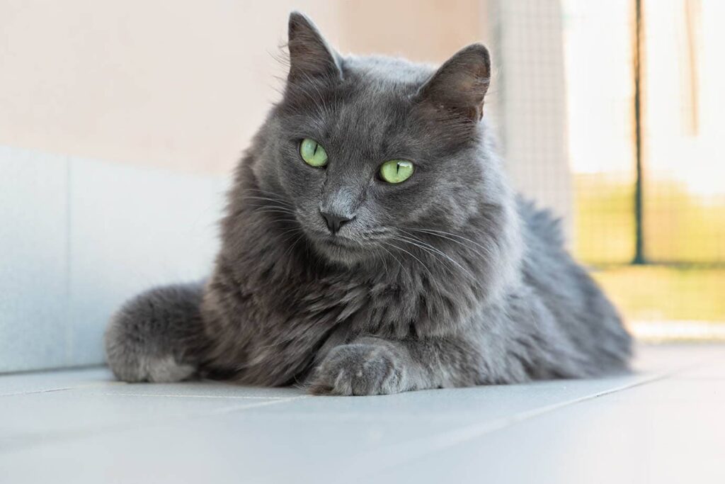 grey nebelung