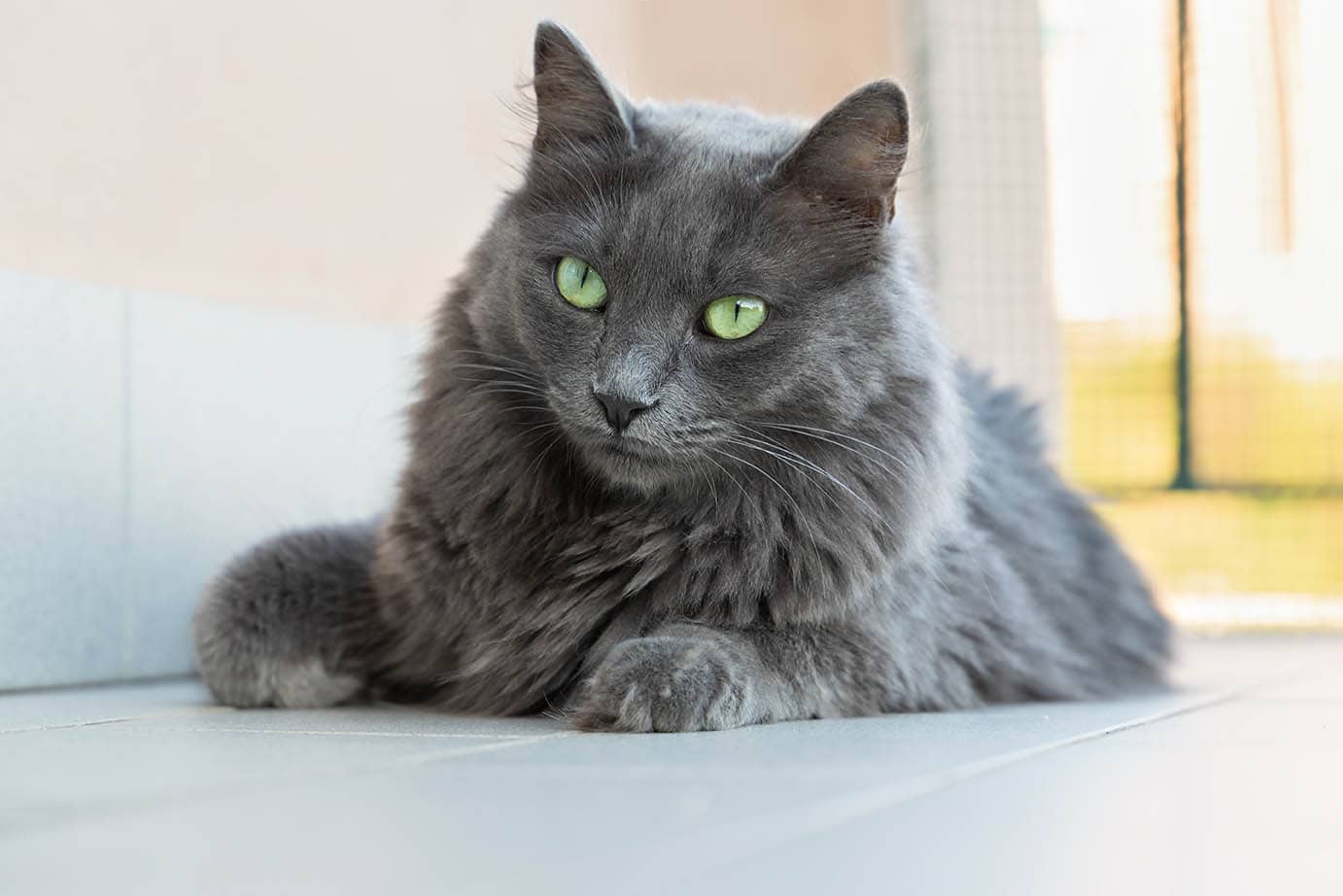 grey nebelung