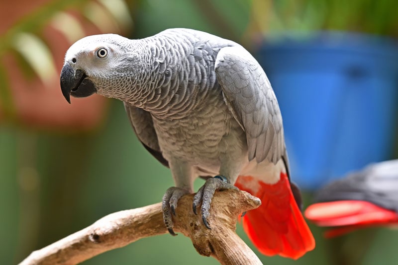 grey parrot perching on tree branch