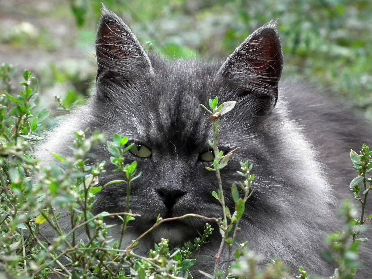 grey siberian cat