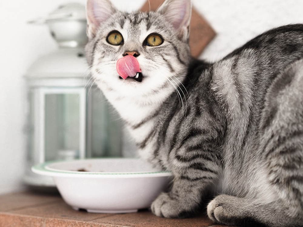grey tabby cat eating