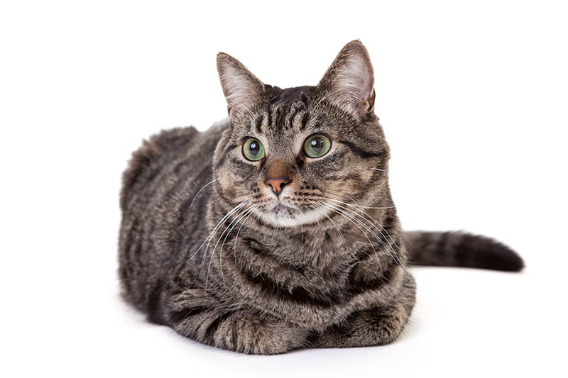 grey tabby domestic shorthair cat