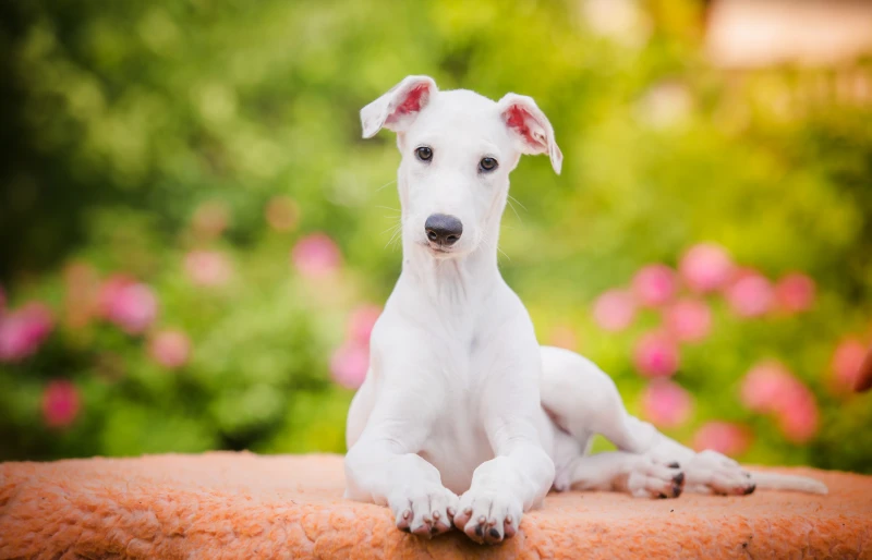 greyhound puppy dog lying outdoors