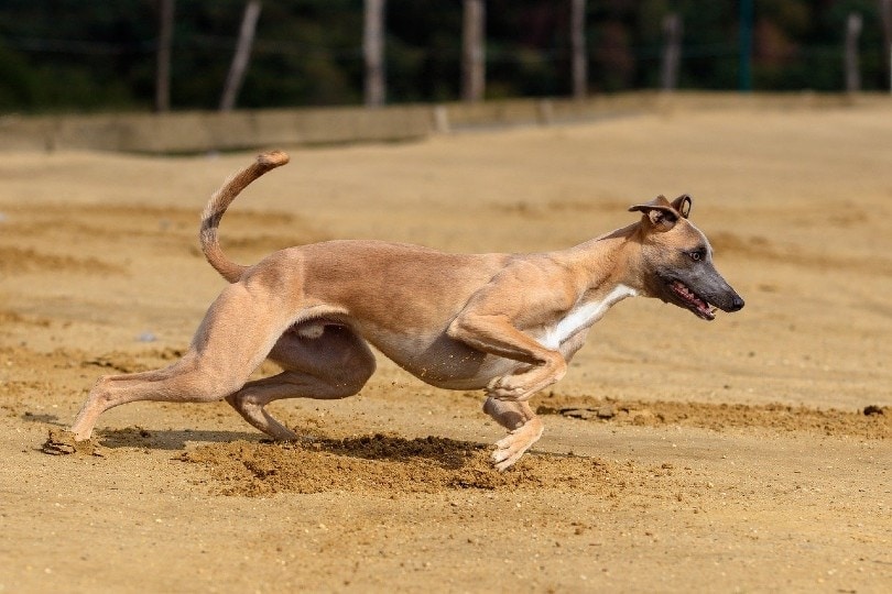 greyhound running