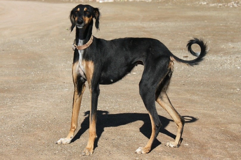greyhound standing on sand