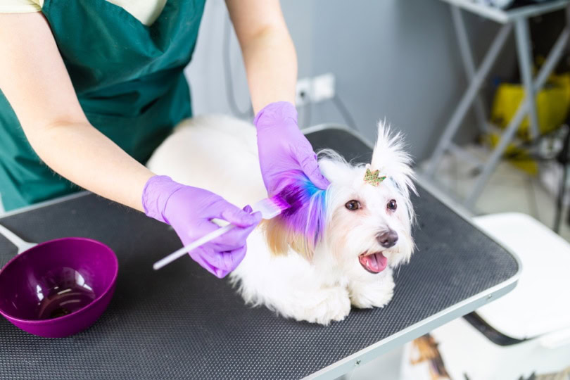 groomer dyeing dogs fur