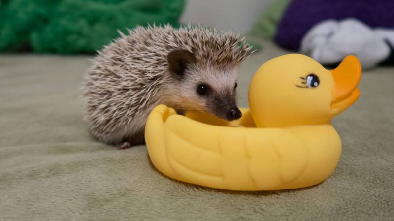 ground hedgehog with rubber duck