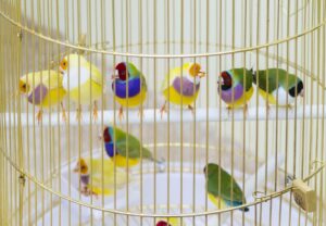 group of Zebra finches sitting on a perch in a cage.