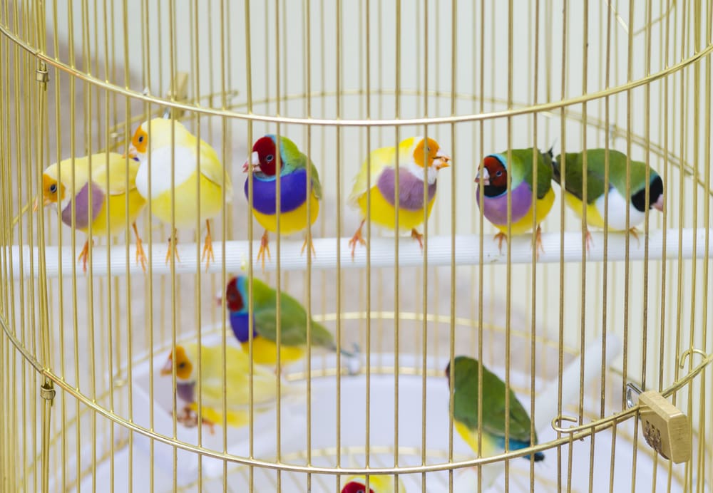 group of Zebra finches sitting on a perch in a cage.