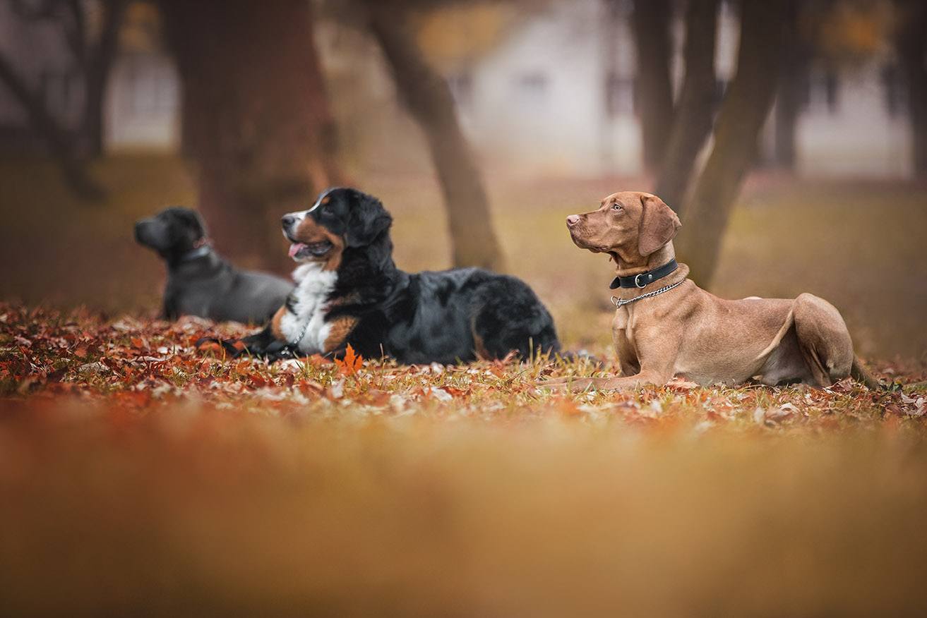 Group of dogs lying down