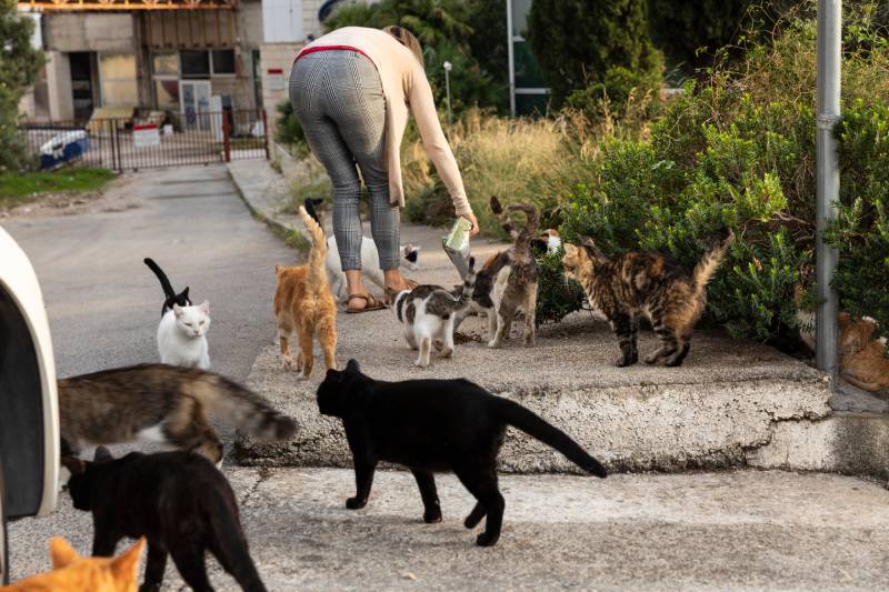 group of hungry multicoloured homeless stray cats eating food given by volunteer