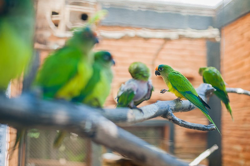 group of Peach-fronted Conure birds in the cage