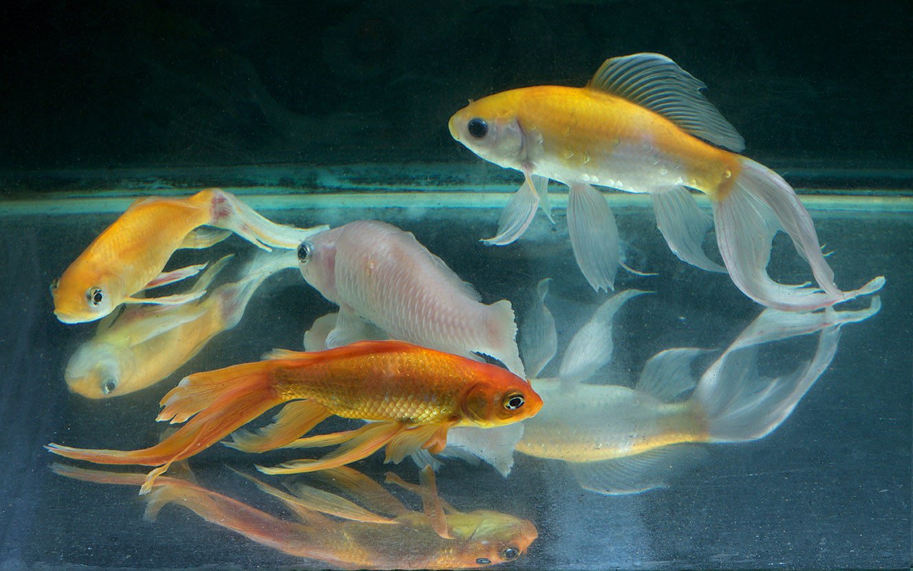 group of sick goldfish