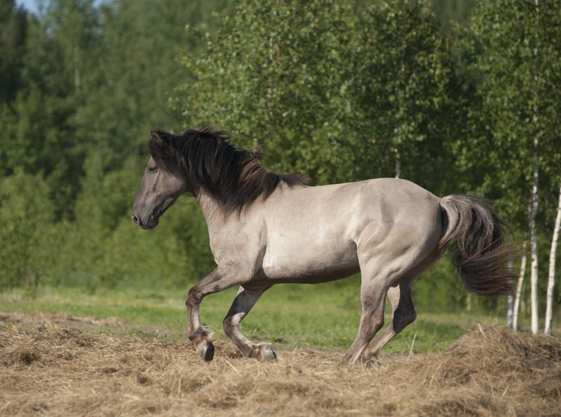 grulla horse running
