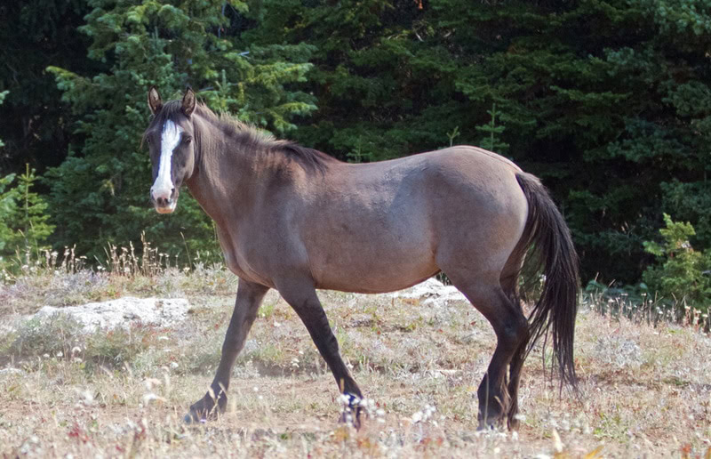 grulla horse walking