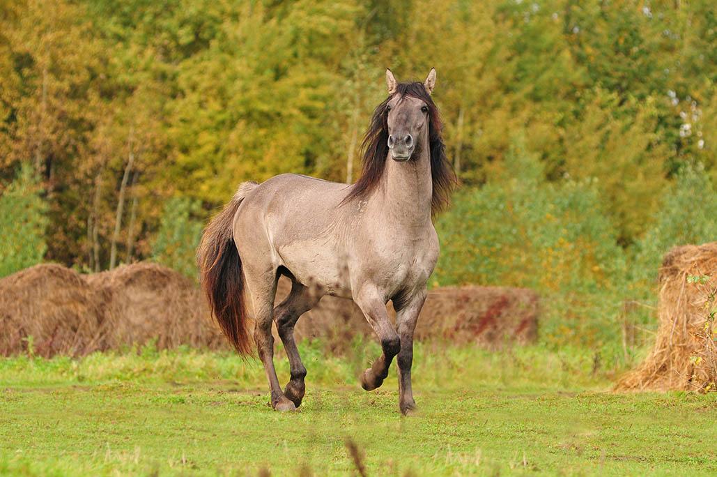 grullo bashkir horse