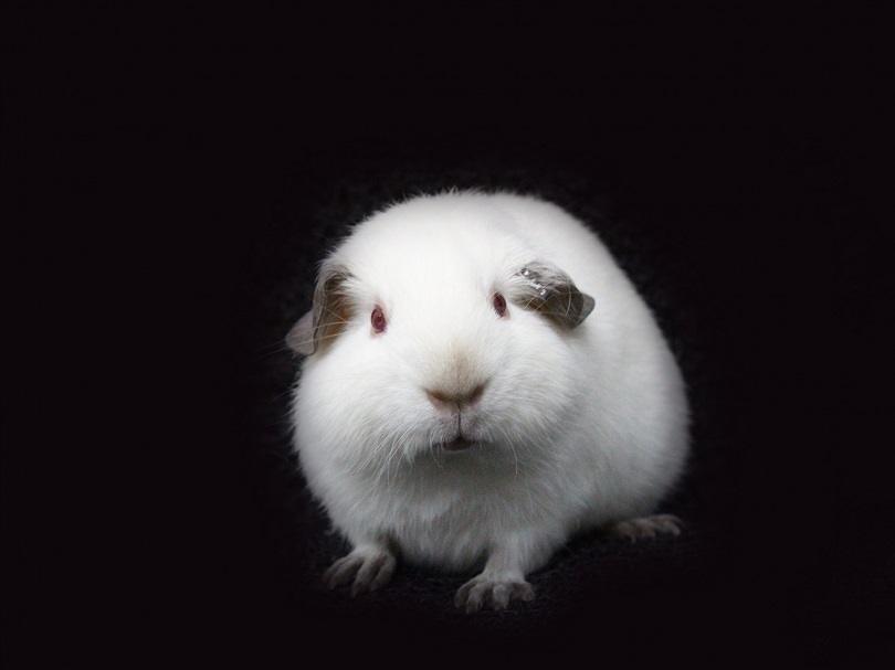 Himalayan Guinea Pig