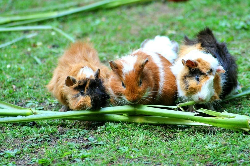 Merino Guinea Pig
