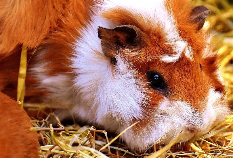 Merino Guinea Pig