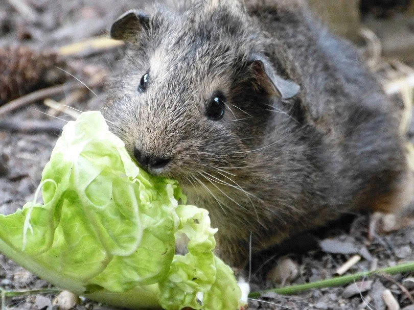 guinea-pig-2241921_1280