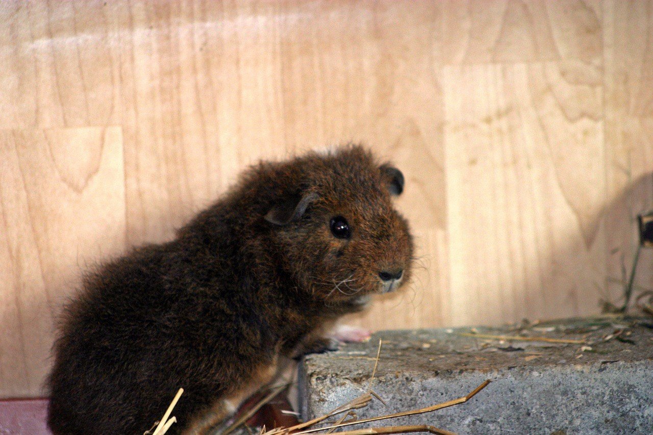 rex guinea pig