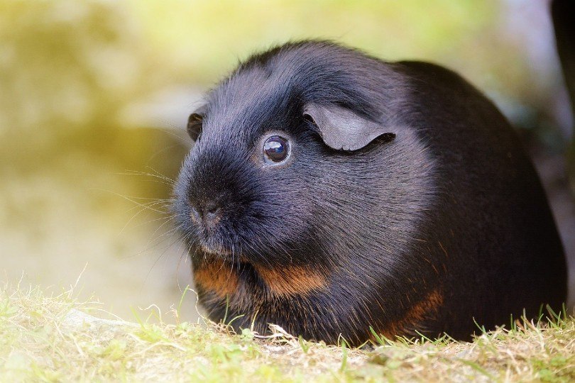 guinea pig
