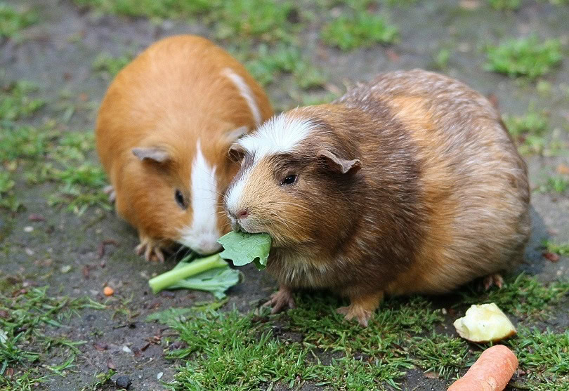 guinea-pig-467399_1280