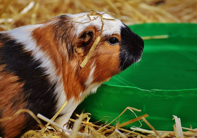 guinea pig