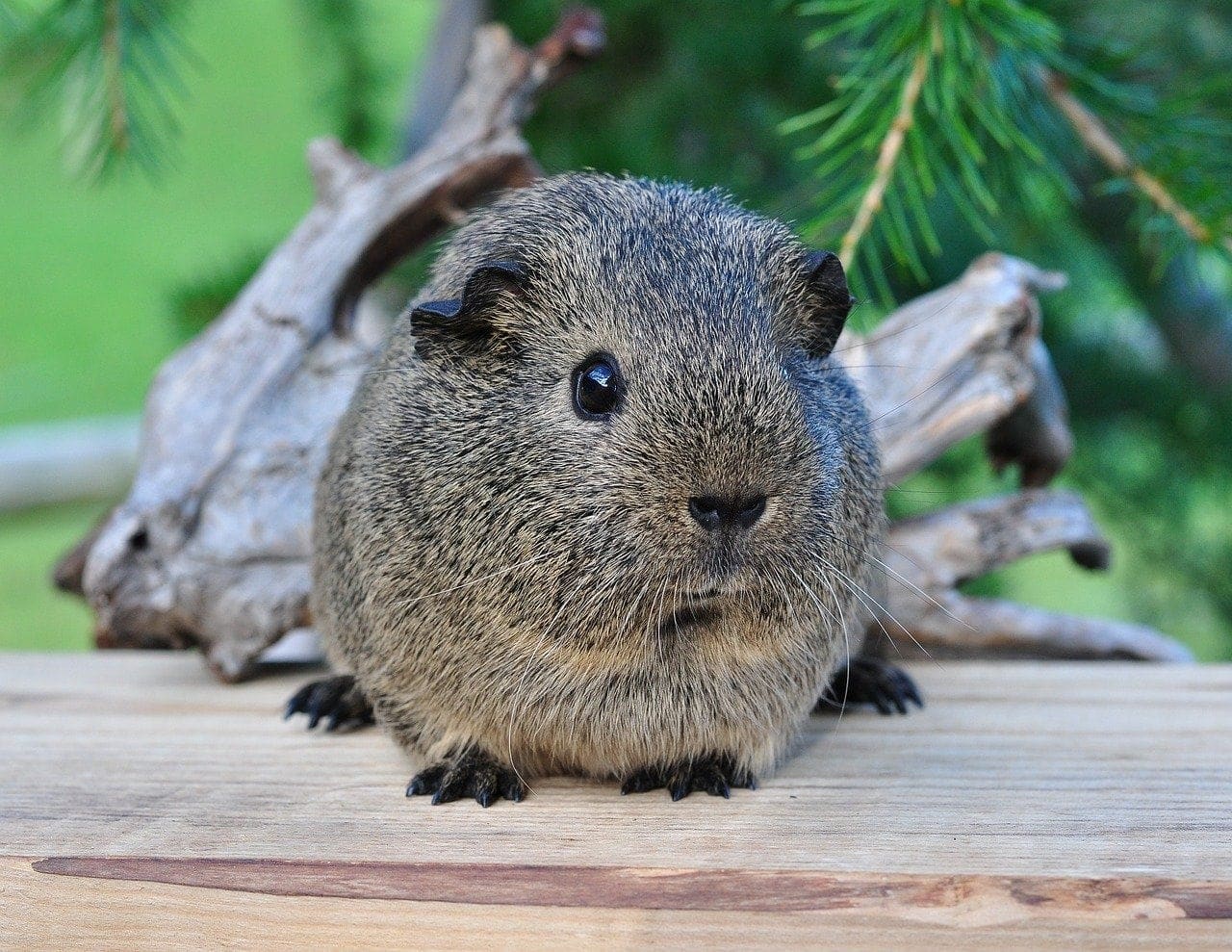 guinea pig