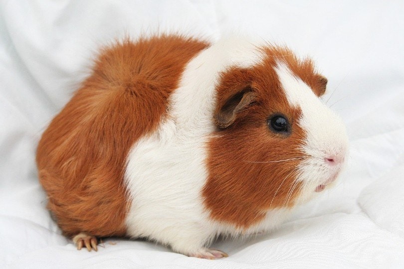 guinea pig