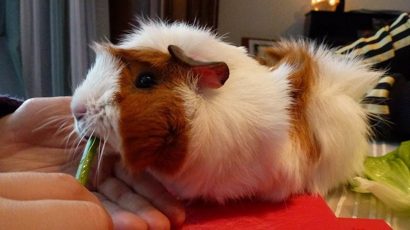guinea-pig-74850_1280